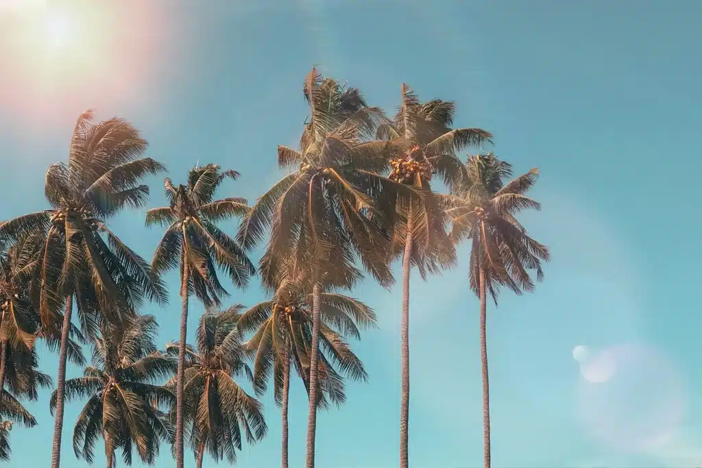 Palm trees in Malta