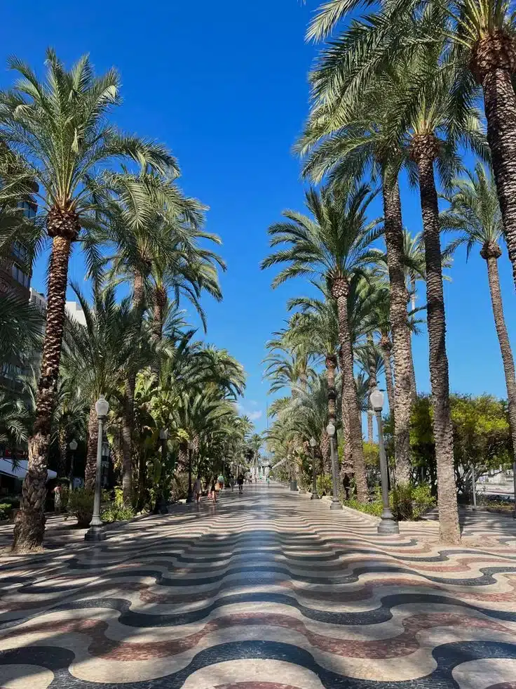 Palm trees in Spain