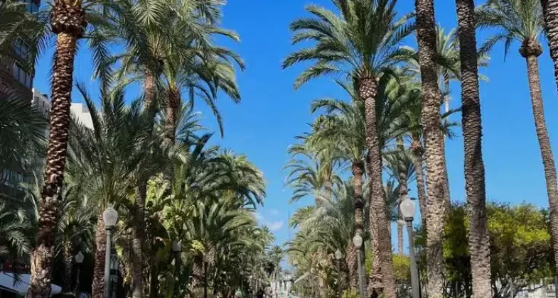 Palm trees in Spain