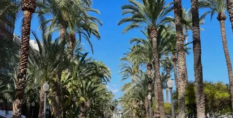 Palm trees in Spain