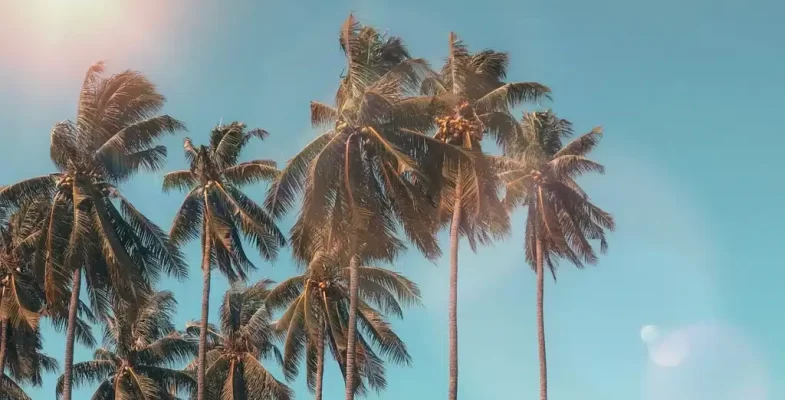 Palm trees in Malta