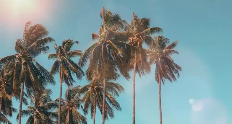 Palm trees in Malta