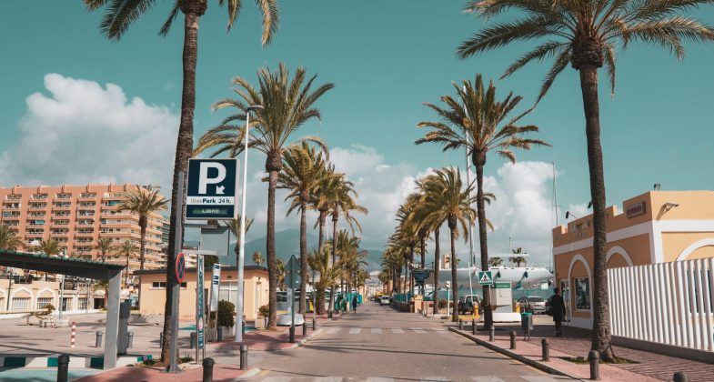 Palm trees in Spain